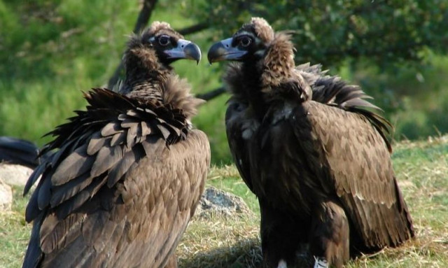 Αλεξανδρούπολη: Αύξηση του πληθυσμού του μαυρόγυπα στο Εθνικό Πάρκο Δαδιάς δύο χρόνια μετά την φωτιά