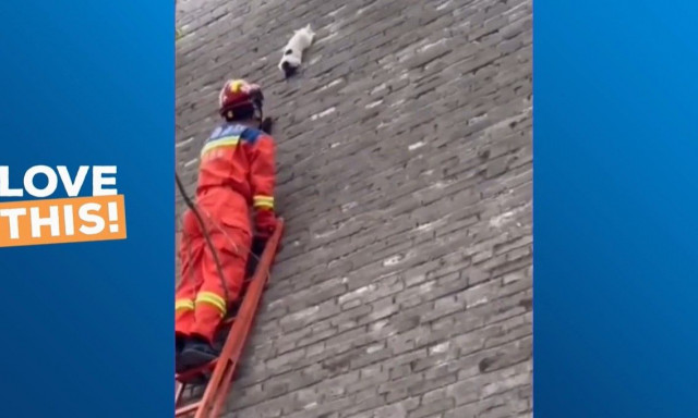 Συγκινητική διάσωση γάτας από πυροσβέστη: Την κατέβασε αγκαλιά από το τείχος
