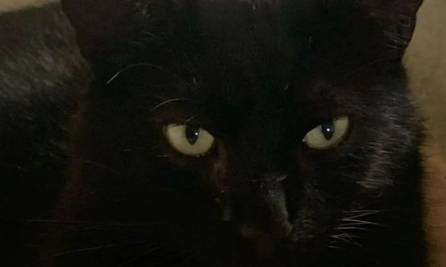 Τα αδέσποτα ζώα της Κομοτηνής εκπέμπουν σήμα κινδύνου