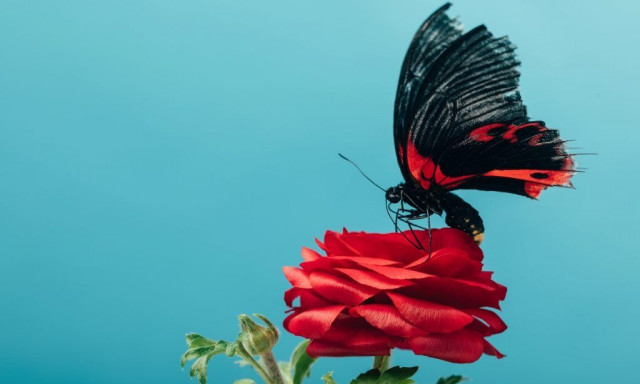 Γιατί εξαφανίζονται οι πεταλούδες - Το μυστήριο που ανησυχεί τους επιστήμονες