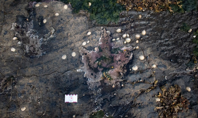 Μεγάλη Βρετανία: Βρέθηκαν ίχνη δεινοσαύρων ηλικίας 167 εκατομμυρίων ετών
