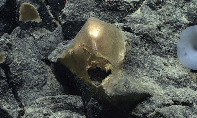 Επιστήμονες ανακάλυψαν κάτι παράξενο στο βυθό του ωκεανού - Πιθανότατα τα αυγά ενός άγνωστου είδους