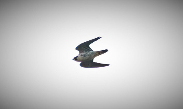 Το πιο γρήγορο πουλί του κόσμου βρήκε καταφύγιο στη λίμνη Κάρλα