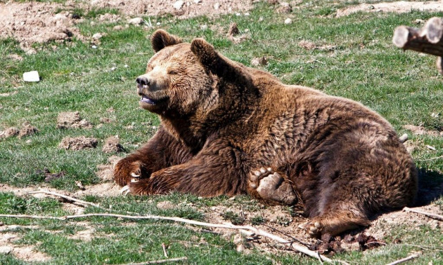 Η Σλοβακία σκοπεύει να θανατώσει 350 αρκούδες λόγω επιθέσεων σε ανθρώπους