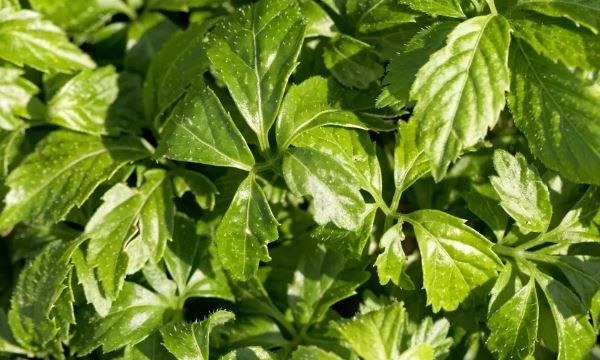 Το «βότανο της αθανασίας» μπορεί να είναι πιο ευεργετικό από το πράσινο τσάι: «Λίγοι το γνωρίζουν»