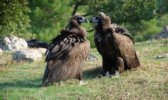 Έβρος: Πληθυσμός ρεκόρ Μαυρόγυπα στη Δαδιά δύο χρόνια μετά τη φωτιά