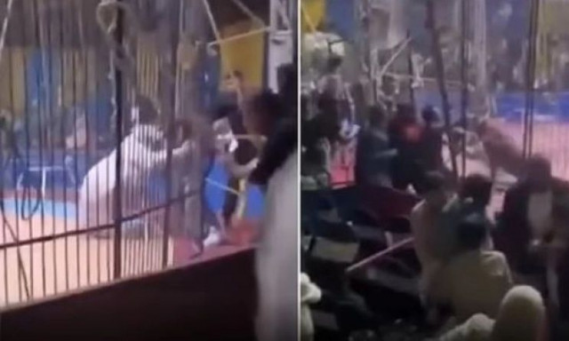 Βίντεο που «κόβει» την ανάσα: Καρέ καρέ η επίθεση τίγρη σε ακροβάτη τσίρκου στην Αίγυπτο