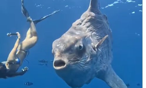 Τεράστιο φεγγαρόψαρο τρομοκρατεί τους δύτες με το... μέγεθός του