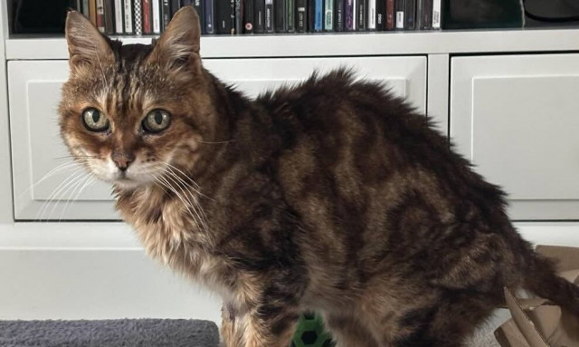 Γάτα της Βεγγάλης εξαφανίστηκε πριν από 16 χρόνια - Η συγκινητική επανένωση με τον ιδιοκτήτη της