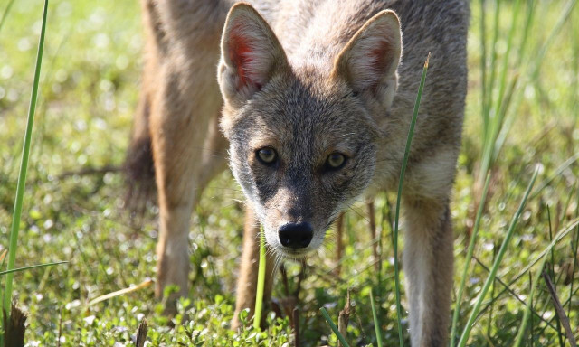 Τα τσακάλια που μαγνητίζουν τα βλέμματα - Αυτό είναι το «χρυσό ζευγάρι» της λίμνης Κάρλας