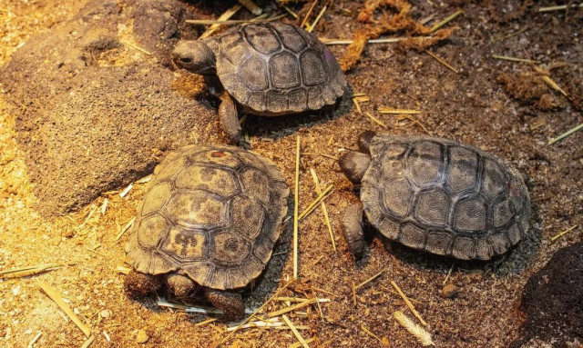 Απειλούμενη χελώνα Γκαλαπάγκος έγινε μαμά στα 97 της - «Φάρος ελπίδας» για το είδος