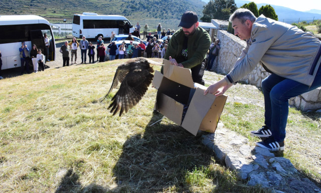 Ναύπλιο: Δυο γερακίνες απελευθερώθηκαν στον αρχαιολογικό χώρο της Μιδέας