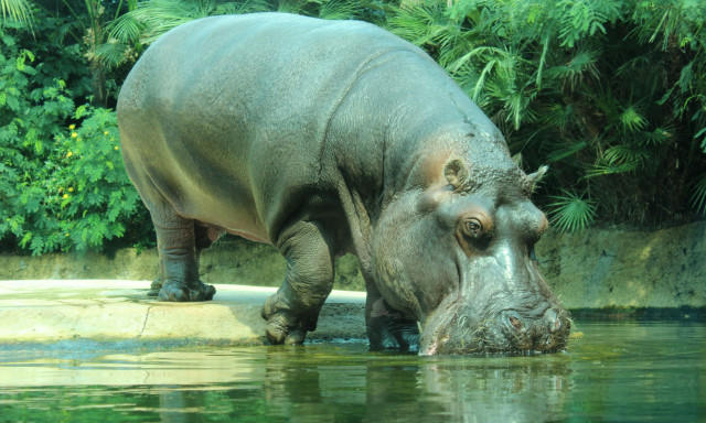 Κονγκό: Πενήντα ιπποπόταμοι σκοτώθηκαν λόγω δηλητηρίασης από άνθρακα