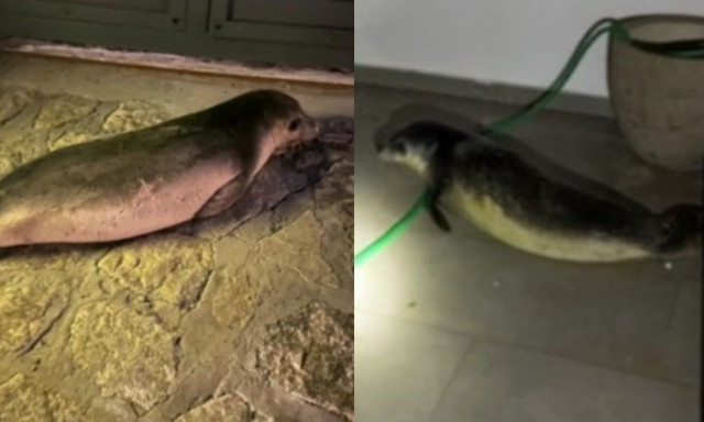 Απίστευτο σκηνικό στη Μύκονο: Φώκια περπατούσε στη μέση του δρόμου