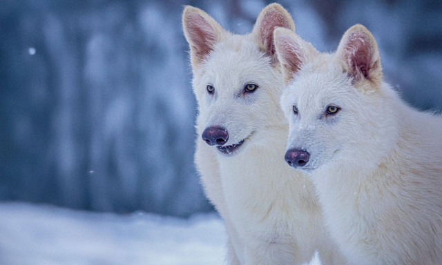 Επιστημονικό επίτευγμα: Δημιούργησαν τους «ανταρόλυκους» που εξαφανίστηκαν πριν από 12.500 χρόνια