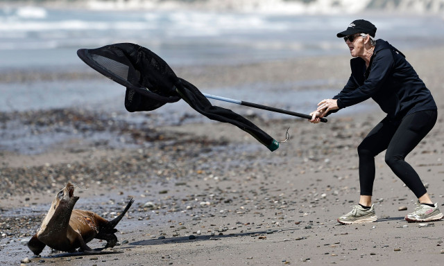 «Έμοιαζε δαιμονισμένο»: Άρρωστα θαλάσσια λιοντάρια επιτίθενται σε λουόμενους στην Καλιφόρνια