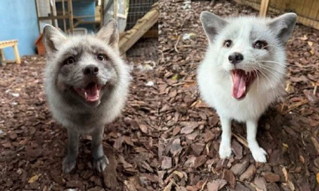 ΗΠΑ: ΜΚΟ διασώζει αλεπούδες από εμπόριο γούνας και τους παρέχει ένα ασφαλές και μόνιμο σπίτι
