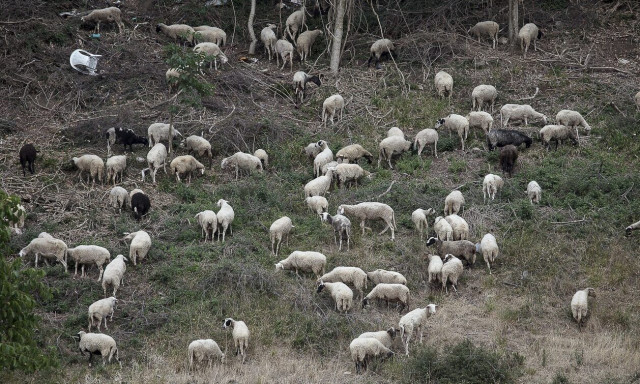 Μεγάλη ζωοκλοπή στη Χερσόνησο: Μέσα σε λίγες ώρες εξαφανίστηκαν 250 αρνιά