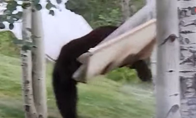 Ξεκαρδιστικό βίντεο: Αρκούδα προσπαθεί να ανέβει σε αιώρα
