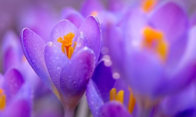 Οι επιστήμονες ανακάλυψαν ότι το μωβ χρώμα δεν... υπάρχει - Γιατί το βλέπουμε τότε;