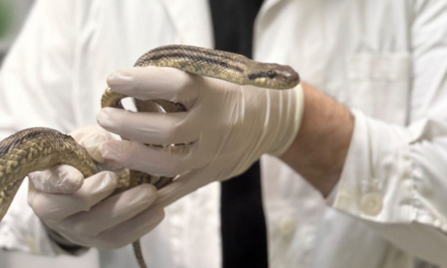 Τρόμος στα Πατήσια: Βρέθηκε φίδι σε προαύλιο σχολείου