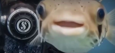 Μεξικό: Δύτες απαθανάτισαν το πιο φωτογενές ψάρι στον βυθό - Πόζαρε και χαμογελούσε στην κάμερα