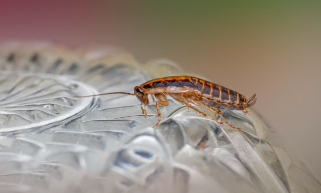 Εξαφανίστε κατσαρίδες και μυρμήγκια από το σπίτι με 1 απλό υλικό που υπάρχει σε κάθε μπάνιο