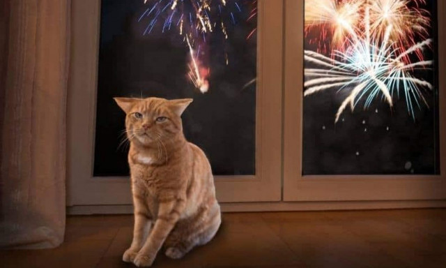 Οι φιλόζωοι ζητούν από τους εισαγγελείς να εντατικοποιήσουν τους ελέγχους για τα βεγγαλικά