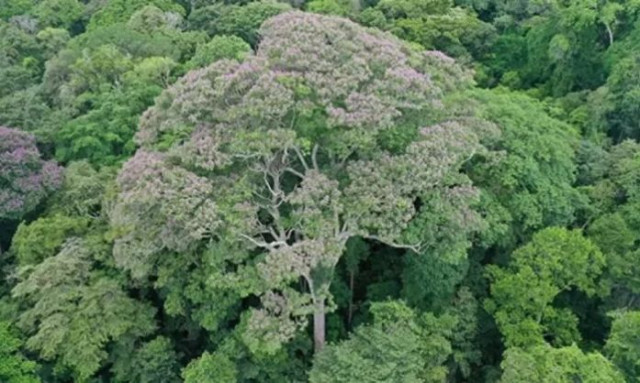 Το δέντρο που «ζει» απο τους κεραυνούς και «σκοτώνει» όλα τα άλλα γύρω του