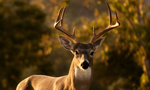 Εκατομμύρια τηλεθεατές παρακολουθούν live επί τρεις εβδομάδες τη μετανάστευση των ελαφιών