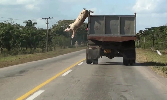 ΕΜΣΤ: Έκθεση για την ευημερία των ζώων με περισσότερους από 60 καλλιτέχνες και πάνω από 200 έργα