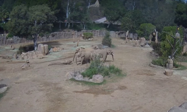 Σεισμός ξύπνησε το ένστικτο προστασίας σε ελέφαντες: Δημιούργησαν κύκλο για να σώσουν το μικρό τους