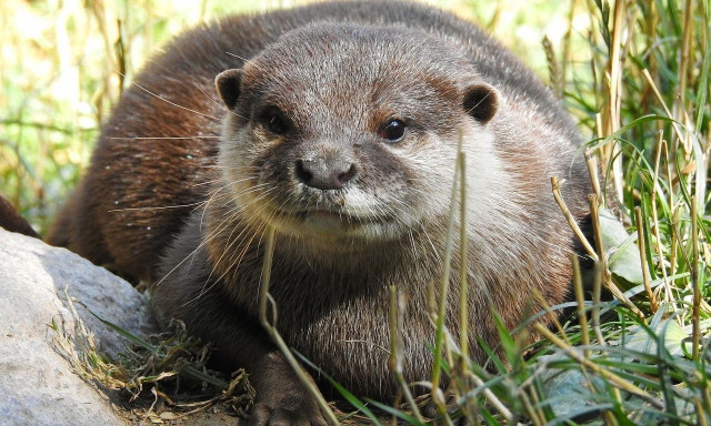 Θεσπρωτία: Βίδρες στη Λιμνοπούλα κατέγραψε η Μονάδα Διαχείρισης Προστατευόμενων Περιοχών Ηπείρου