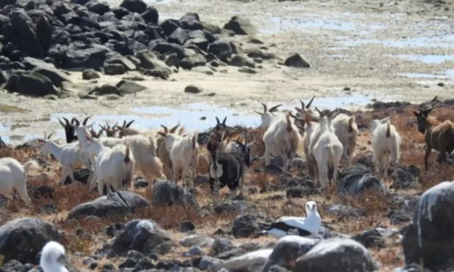 Οι μυστηριώδεις κατσίκες της Σάντα Μπάρμπαρα - Επιβίωσαν 2 αιώνες χωρίς γλυκό νερό στο νησί