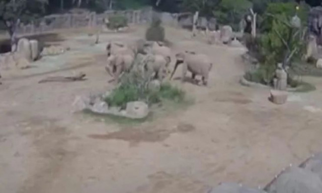 Συγκλονιστικό βίντεο δείχνει πως αντέδρασαν ελέφαντες μετά από μεγάλο σεισμό