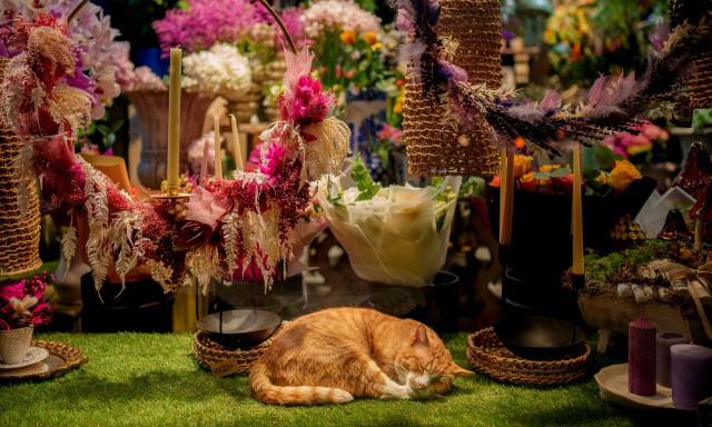 Το μυστικό για τις «ξανθές» γάτες αποκαλύφθηκε μετά από 60 χρόνια