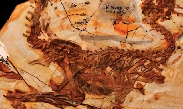 Δεινόσαυροι ηλικίας 125 εκατομμυρίων ετών βρέθηκαν με θηλαστικά ακόμα στις κοιλιές τους