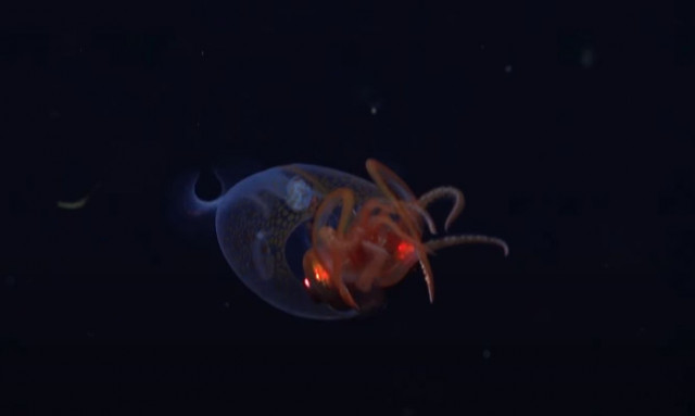 Κολοσσιαίο καλαμάρι κατάγραφηκε σε βίντεο για πρώτη φορά, στα βάθη της Ανταρκτικής