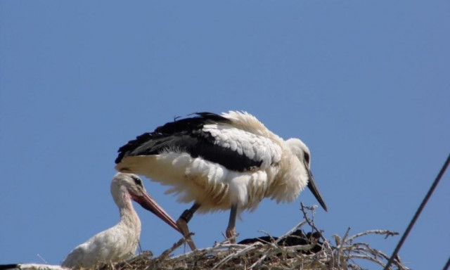 Οι πελαργοί... επιστρέφουν στην Πελοπόνησσο έπειτα από 200 χρόνια