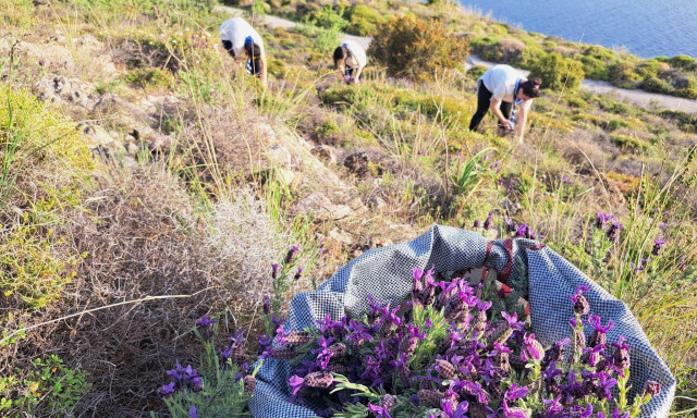 Μυτιλήνη: Με μωβ «μύρα» από τα βουνά που μάζεψαν Πρόσκοποι οι Επιτάφιοι στον Μόλυβο