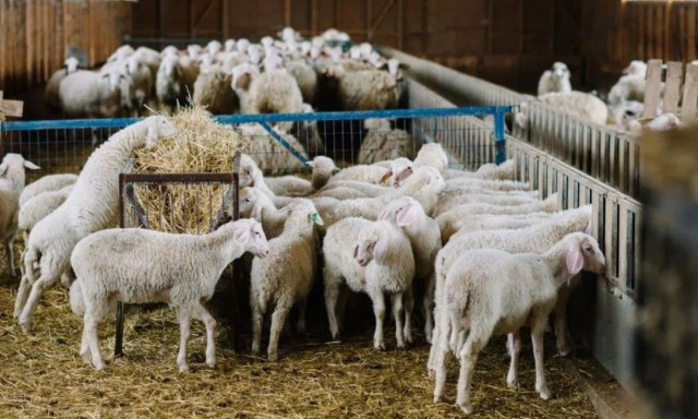 Λάρισα: Τους έκλεψαν τα αρνιά που θα έσφαζαν για το Πάσχα!