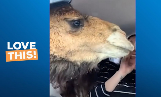 Η στιγμή που καμήλες προσπαθούν να «εισβάλουν» σε αυτοκίνητο τρομάζοντας τους επιβάτες