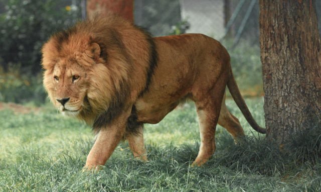 Ανείπωτη τραγωδία στη Κένυα: Λιοντάρι κατασπάραξε 14χρονο κορίτσι