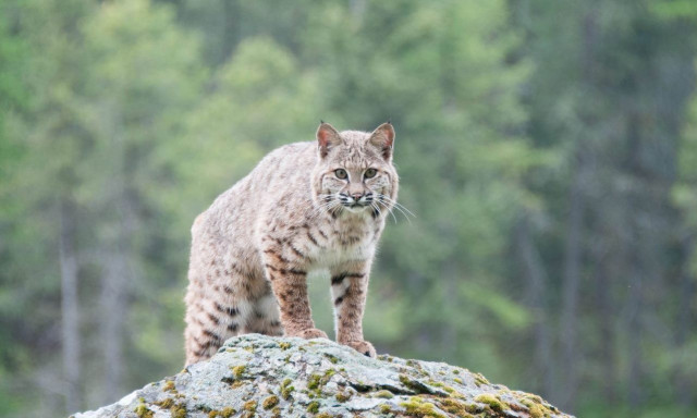 ΗΠΑ: Απειλούμενοι με εξαφάνιση λύγκες απέκτησαν κομμάτι γης χάρη σε ΜΚΟ