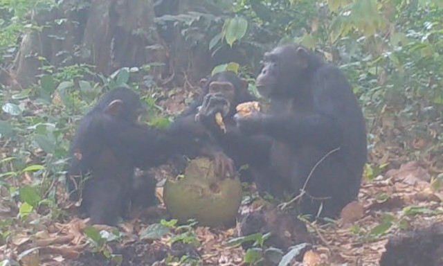 Επιστήμονες κατέγραψαν χιμπαντζήδες να «μεθούν» καθώς μοιράζονται αλκοολούχα φρούτα