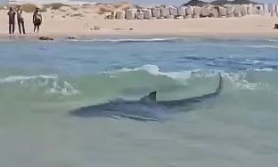 Ισραήλ: Ειδικός εξηγεί γιατί ο καρχαρίας-φονιάς κολυμπούσε ανάμεσα στους λουόμενους