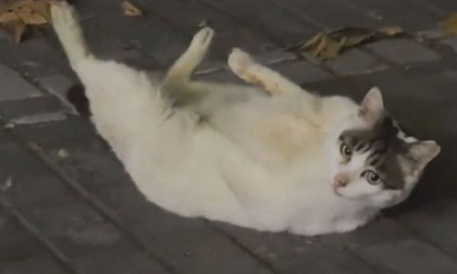 Γάτα νίβεται σε απίθανη στάση σαν να κάνει...πιλάτες