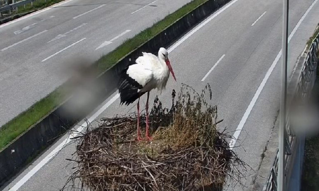 Επέστρεψε στη φωλιά του ο λευκοπελαργός της Εγνατίας - Βίντεο