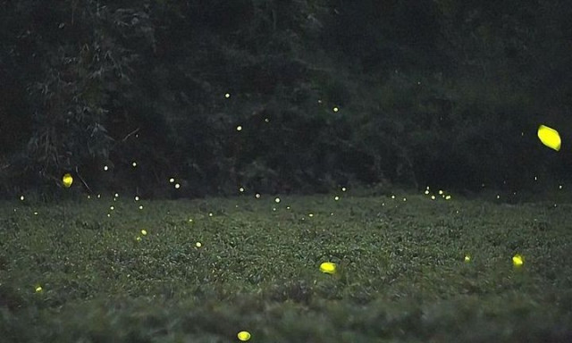 Χιλιάδες πυγολαμπίδες φωτίζουν τον κινεζικό ουρανό