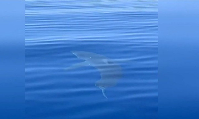 Καρχαρίες εμφανίστηκαν σε Κέρκυρα, Χαλκιδική και Μεσσηνία - Πώς εξηγείται το φαινόμενο